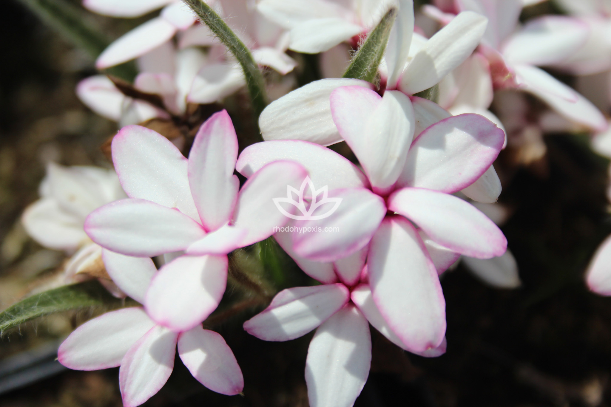 Rhodohypoxis 'Pat Lacey'